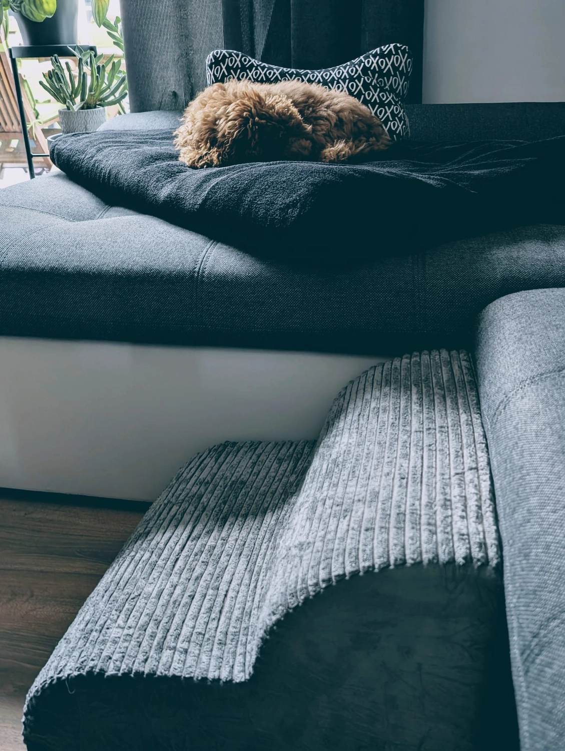 Mischa, Update von unserer Kundin (Pudel-Grüße)