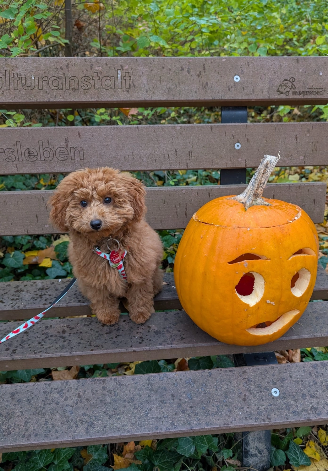 Pudel an Halloween, Kundenfoto (Pudel-Grüße)
