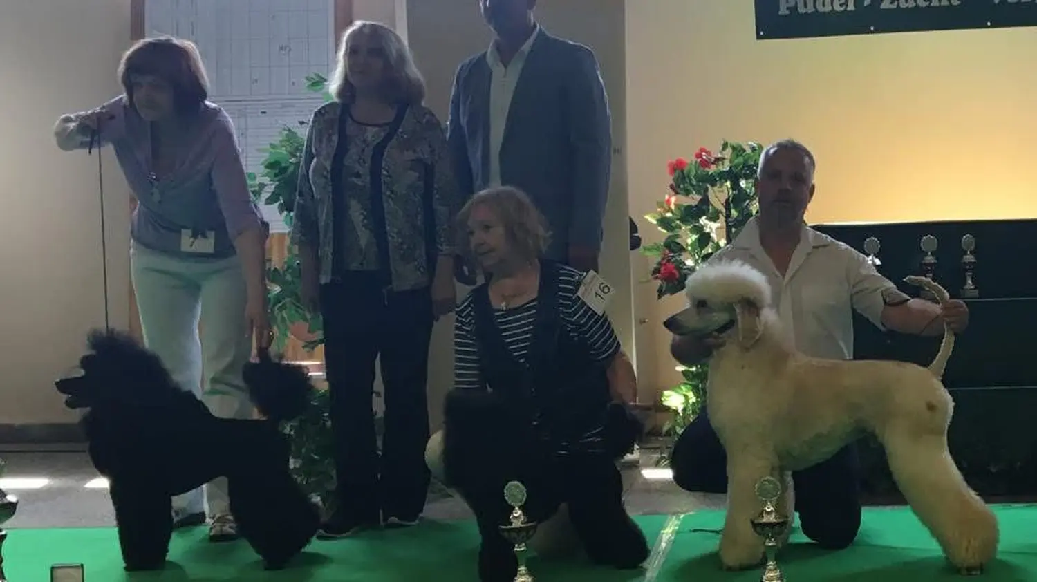 Pudel-von-Gold-Zwinger, Hundepfütze