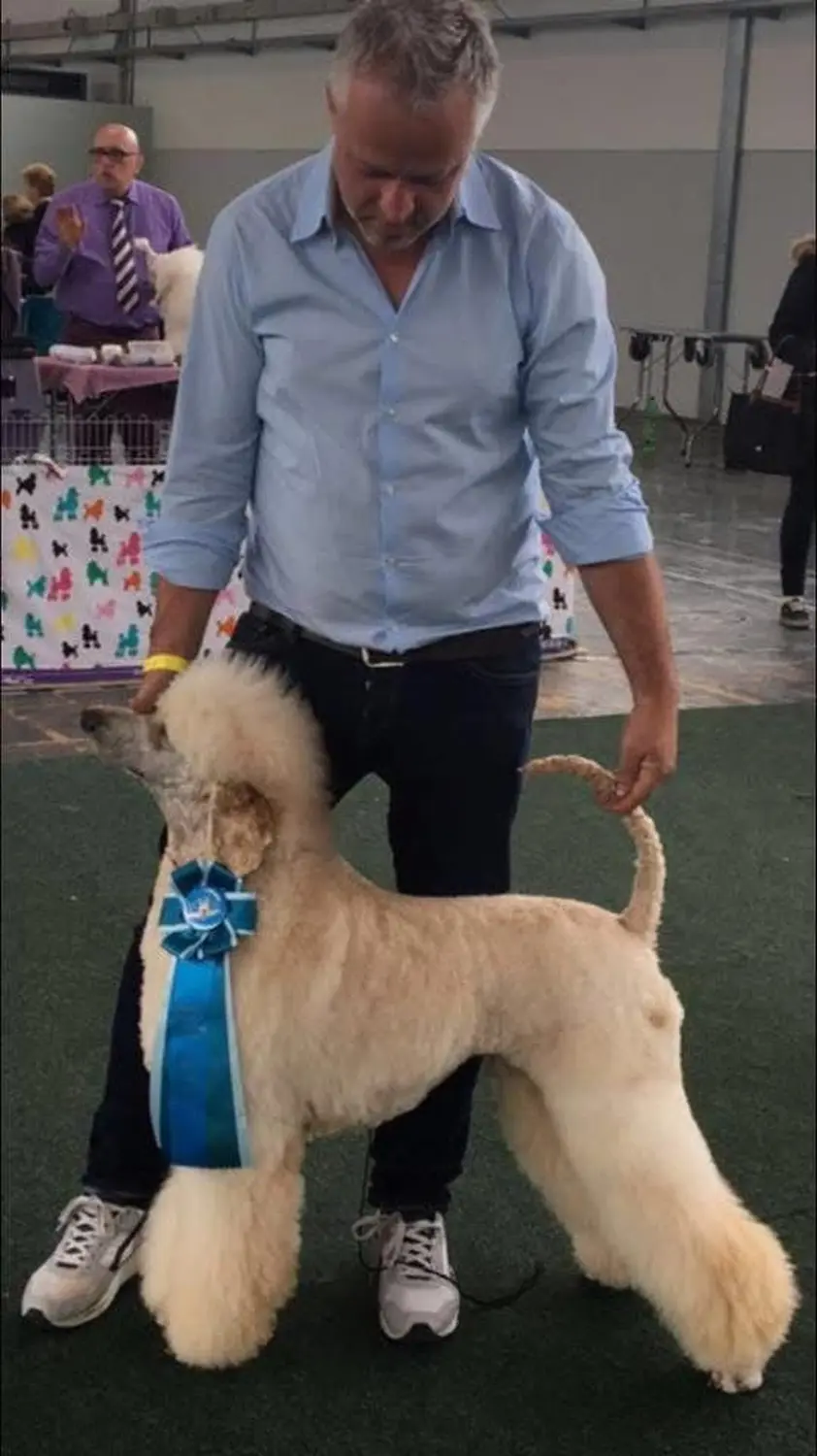 Pudel-von-Gold-Zwinger, Hundepfütze