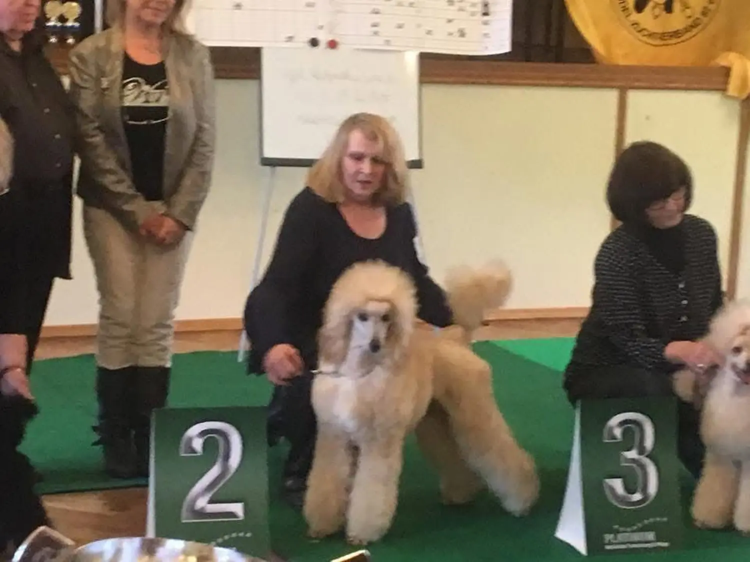 Pudel-von-Gold-Zwinger, Hundepfütze