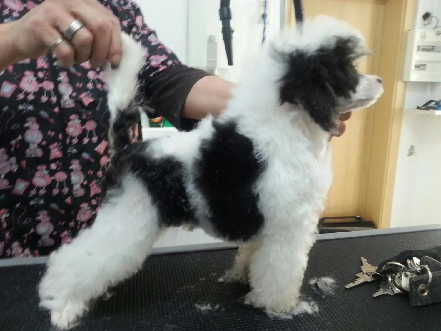 Pudel-von-Gold-Zwinger, Hundepfütze