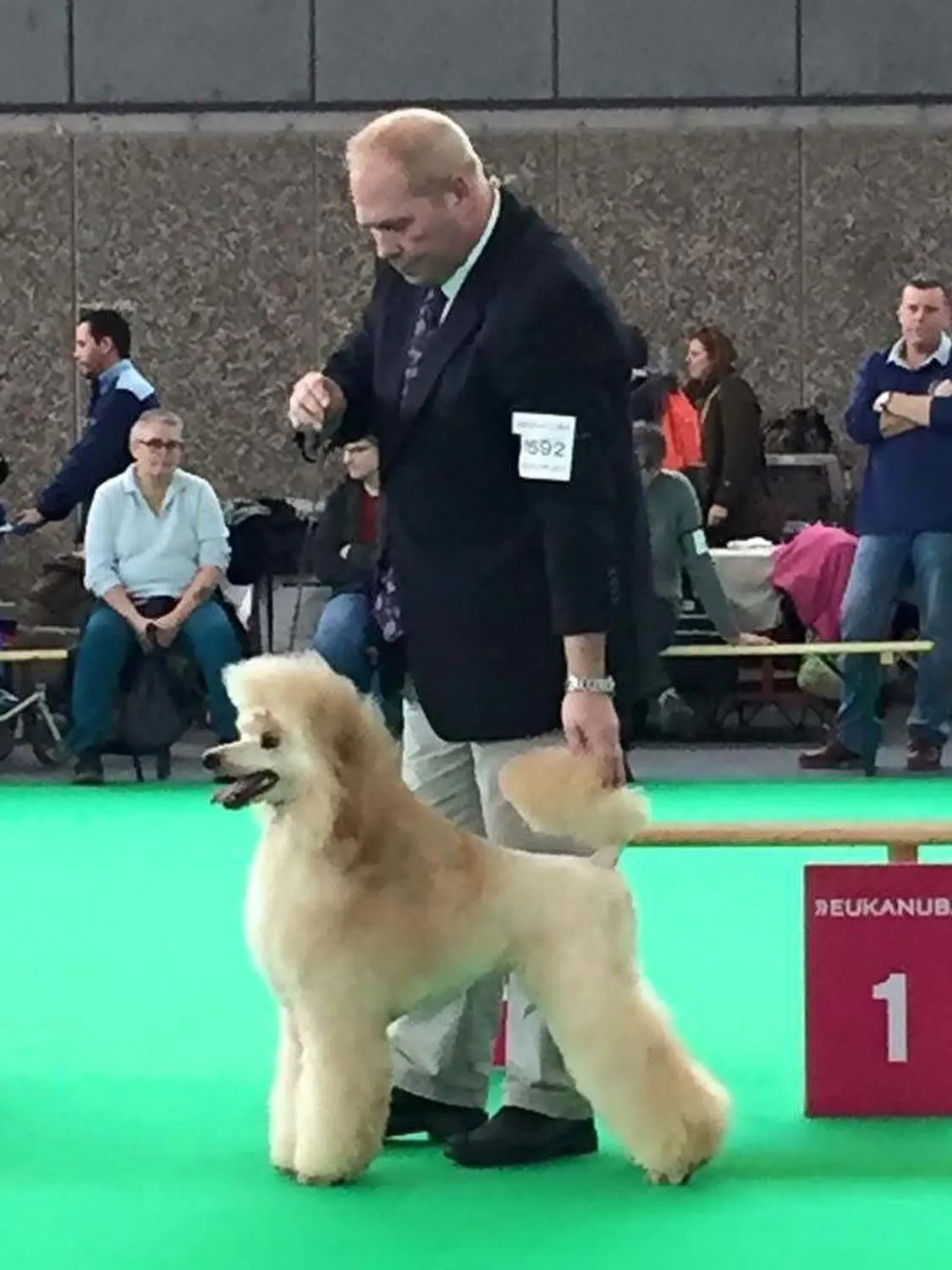 Pudel-von-Gold-Zwinger, Hundepfütze