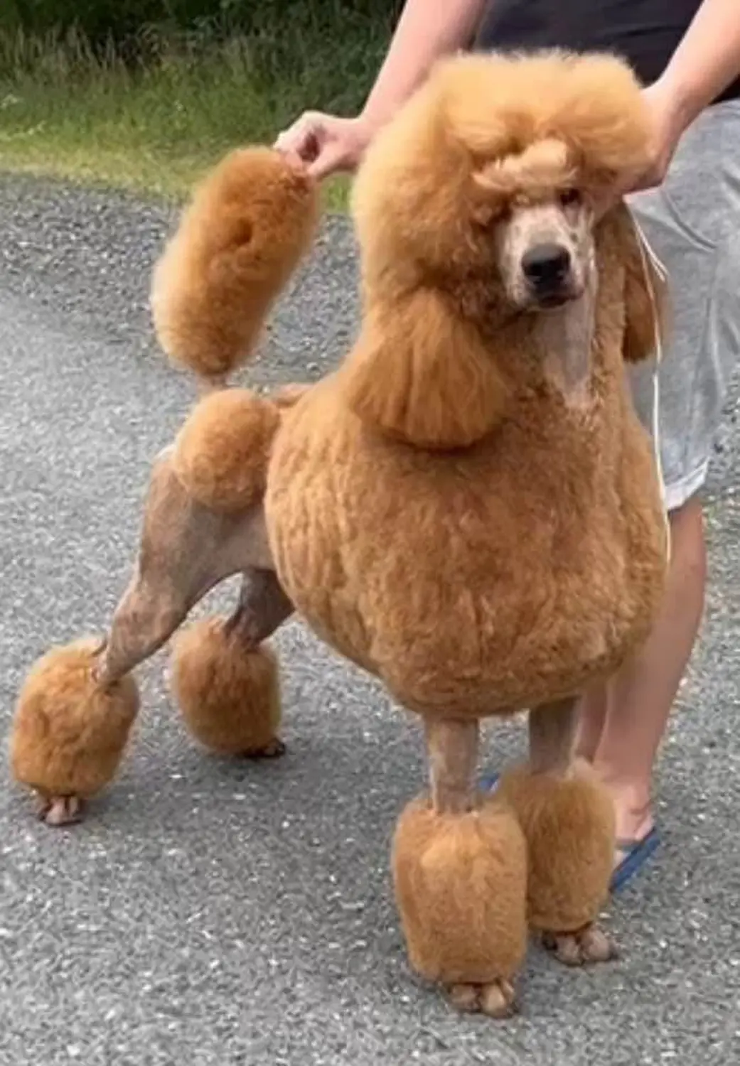 Pudel-von-Gold-Zwinger, Hundepfütze