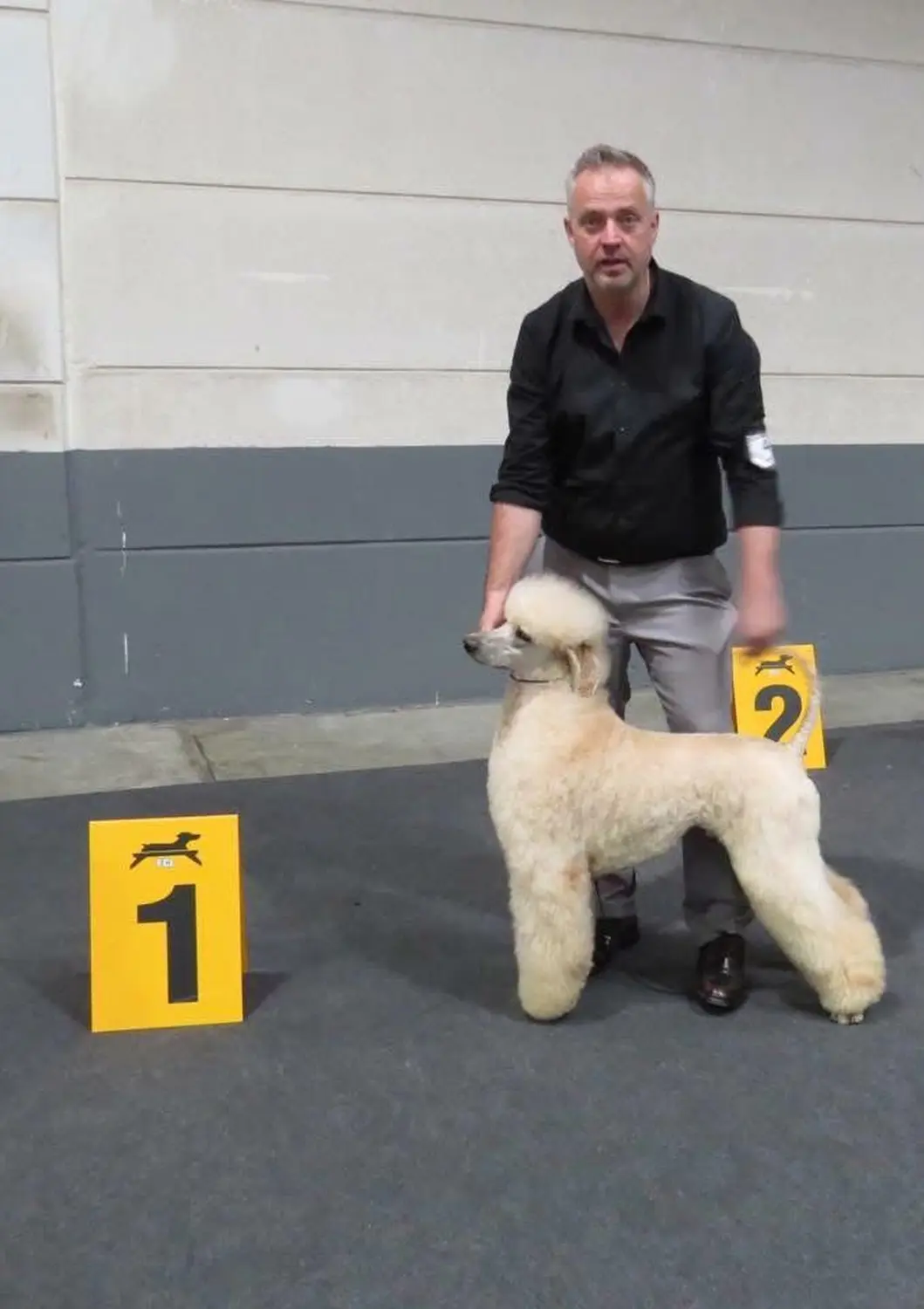 Pudel-von-Gold-Zwinger, Hundepfütze