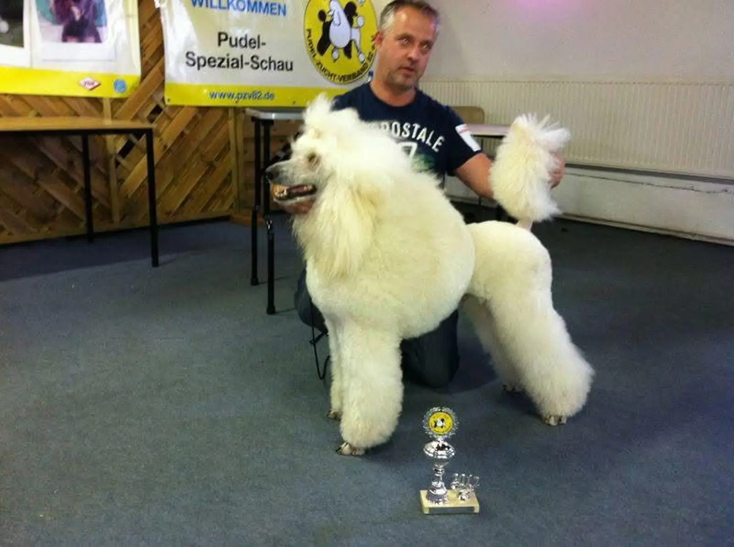 Pudel-von-Gold-Zwinger, Hundepfütze