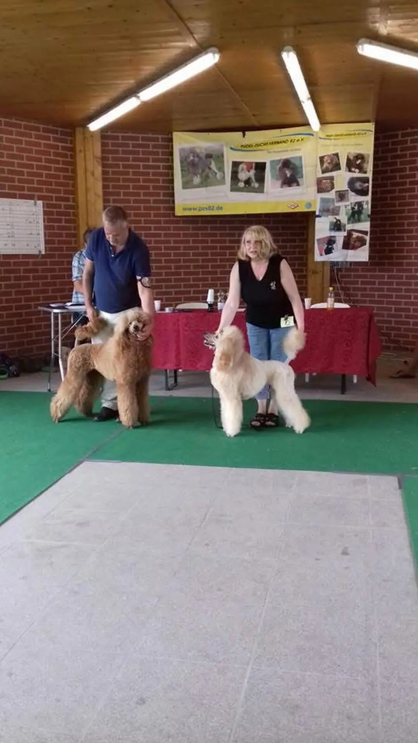 Pudel-von-Gold-Zwinger, Hundepfütze