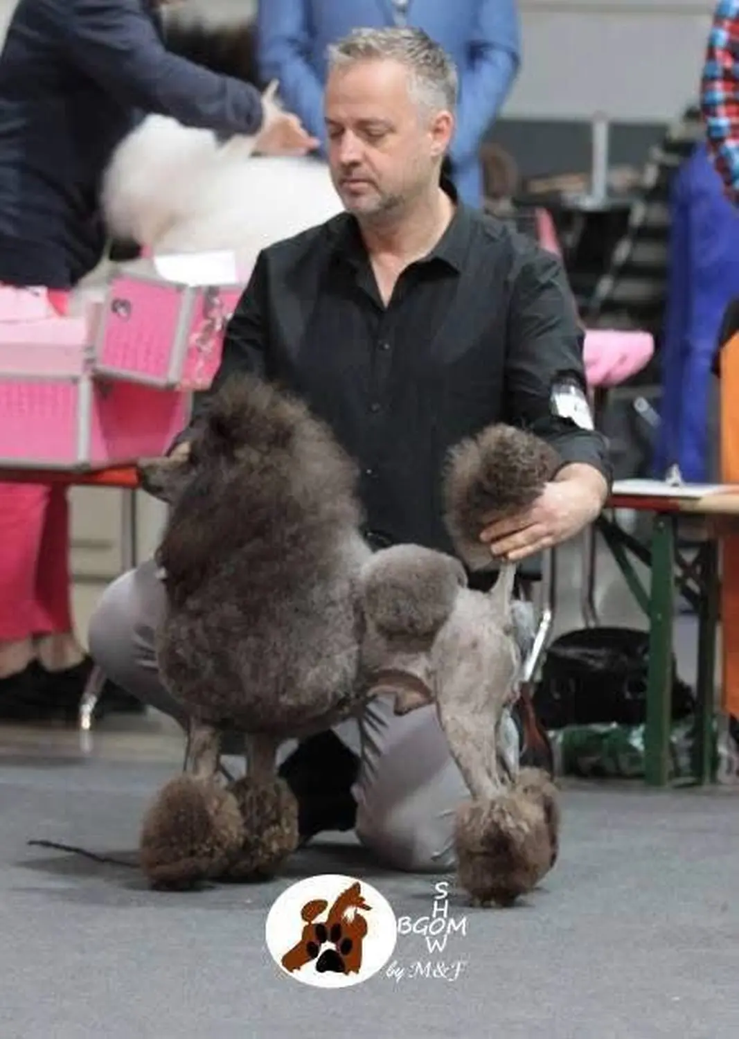 Pudel-von-Gold-Zwinger, Hundepfütze