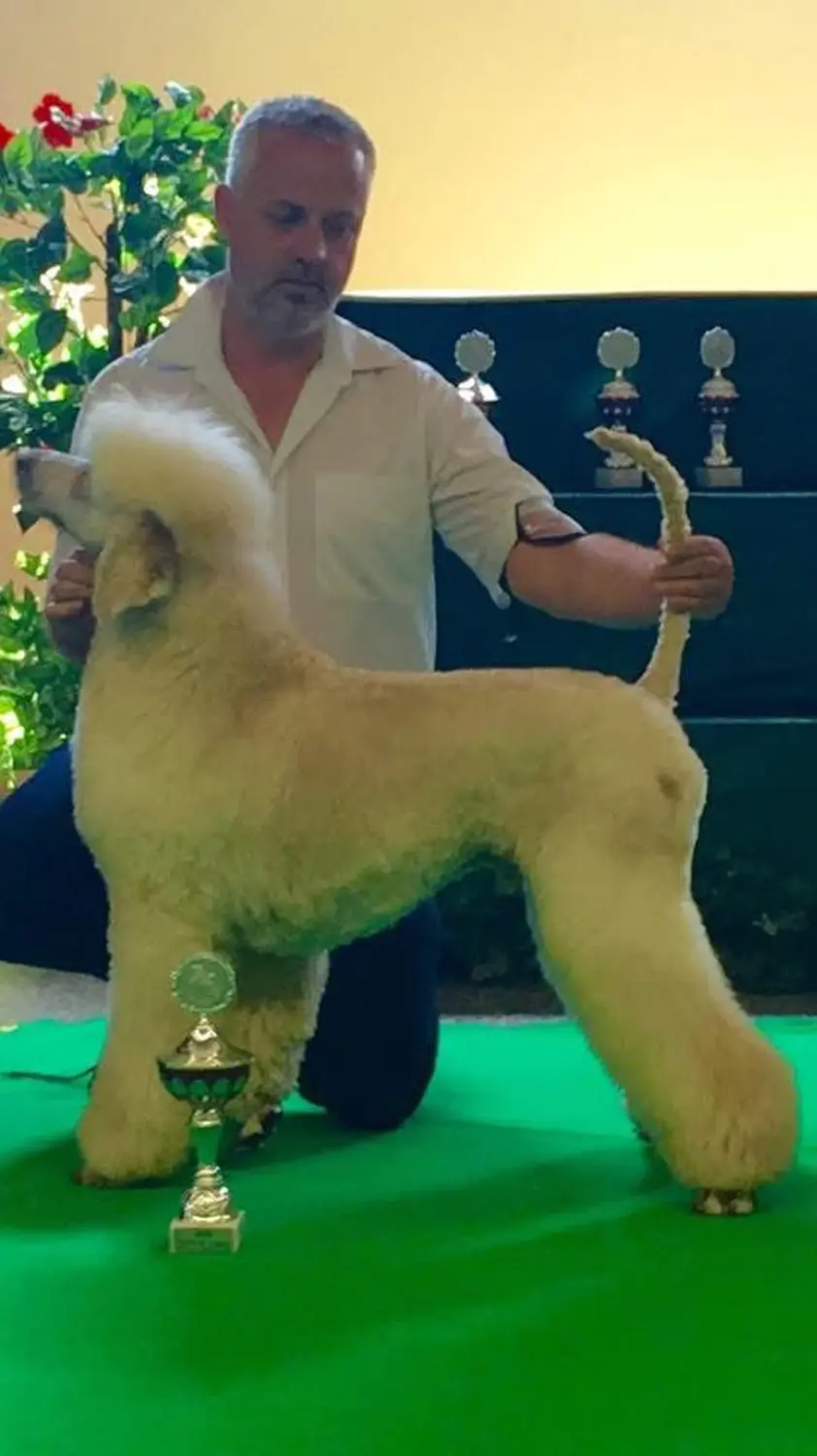 Pudel-von-Gold-Zwinger, Hundepfütze