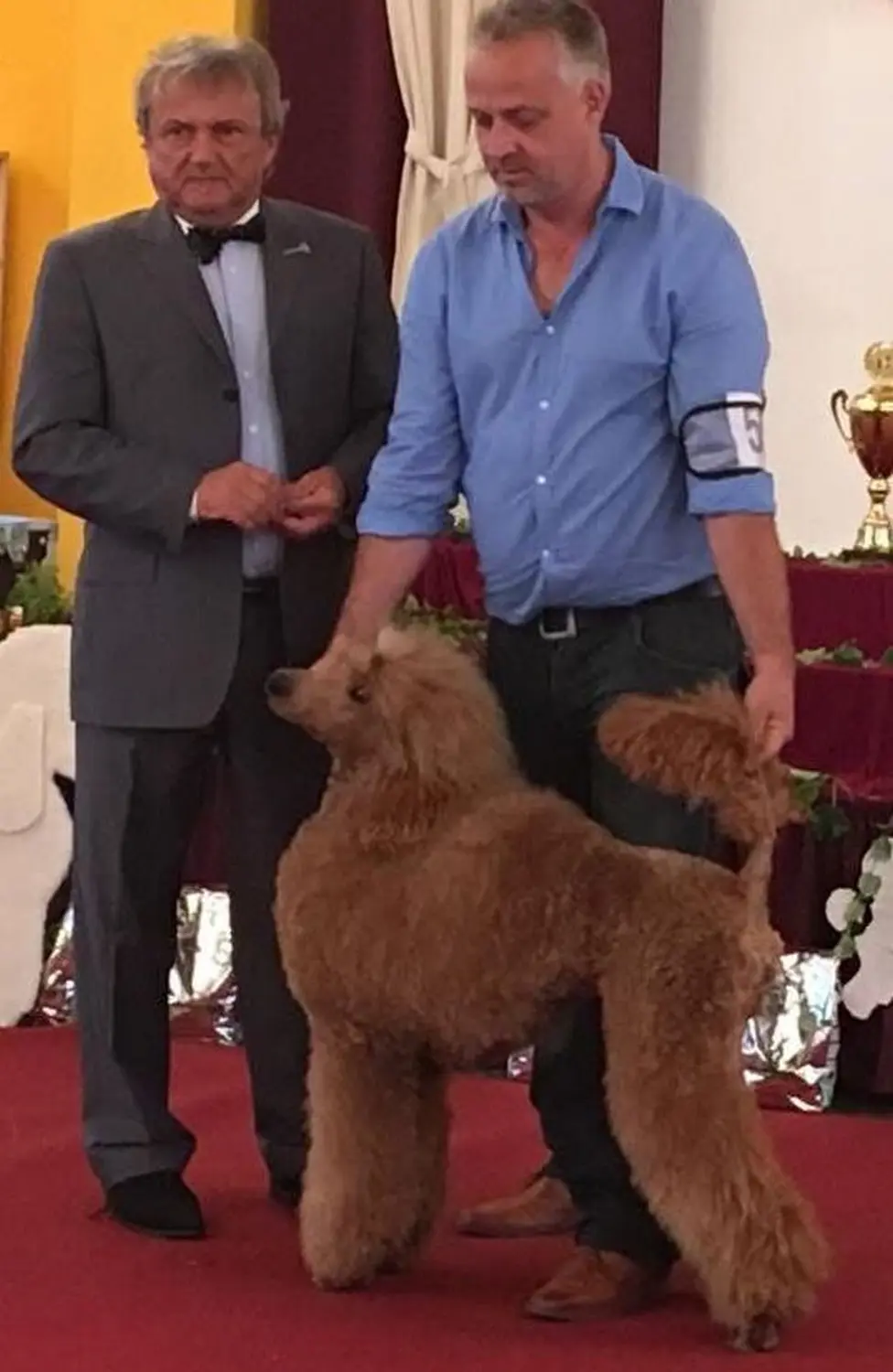 Pudel-von-Gold-Zwinger, Hundepfütze