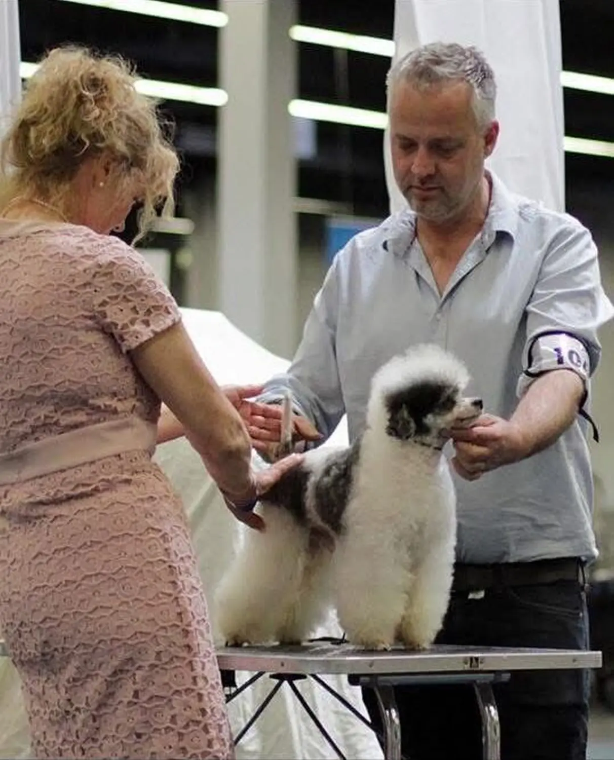 Pudel-von-Gold-Zwinger, Hundepfütze