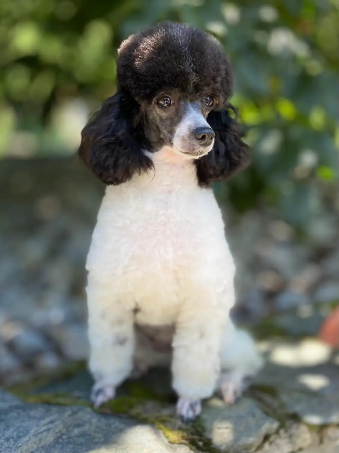 D-Lady von Pudelheim