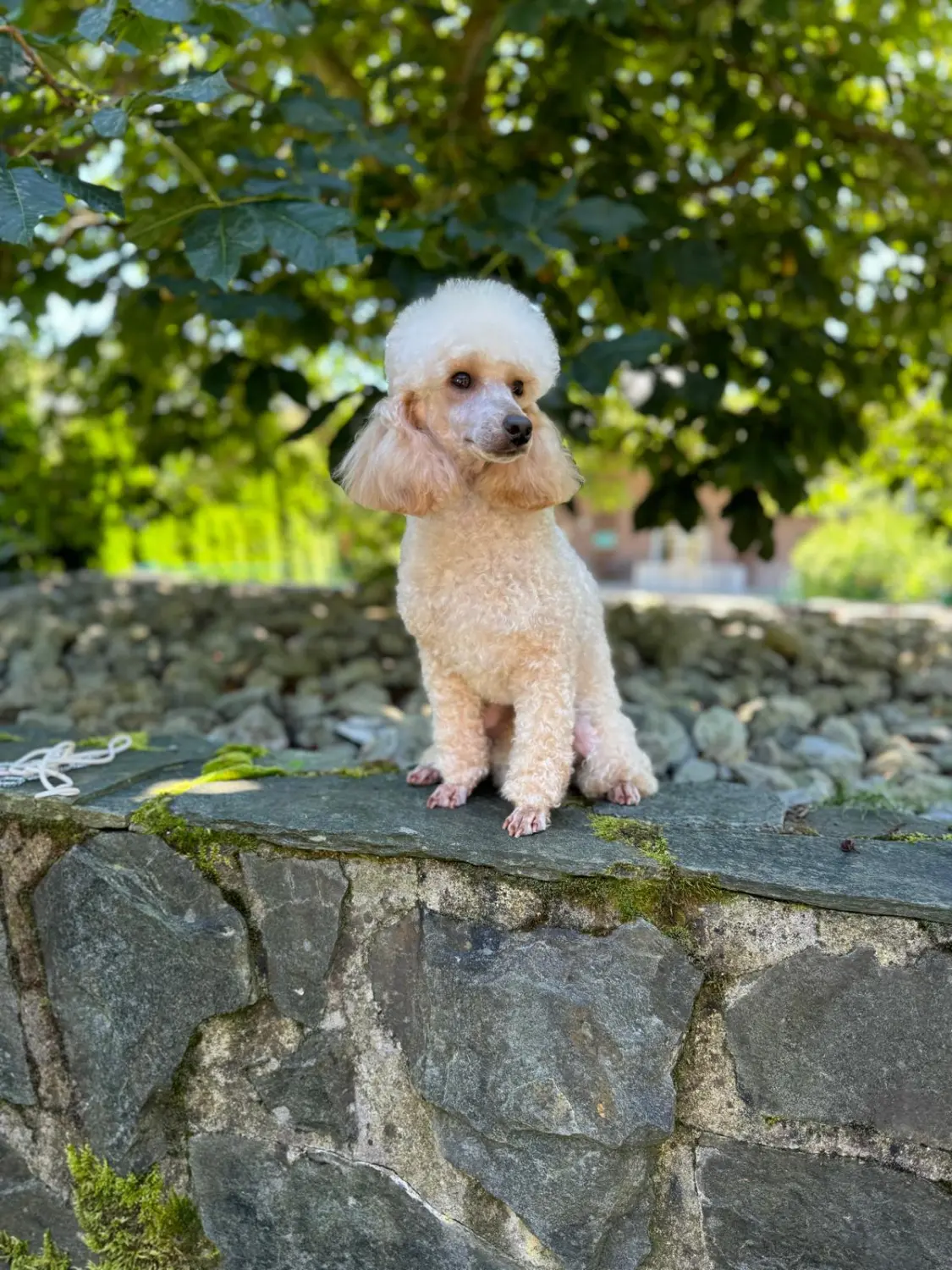 Gilosi le Papillon Deluxe (FCI)