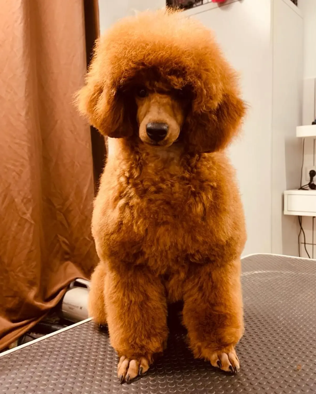 Mutter/Mother: D-Lady von Pudelheim