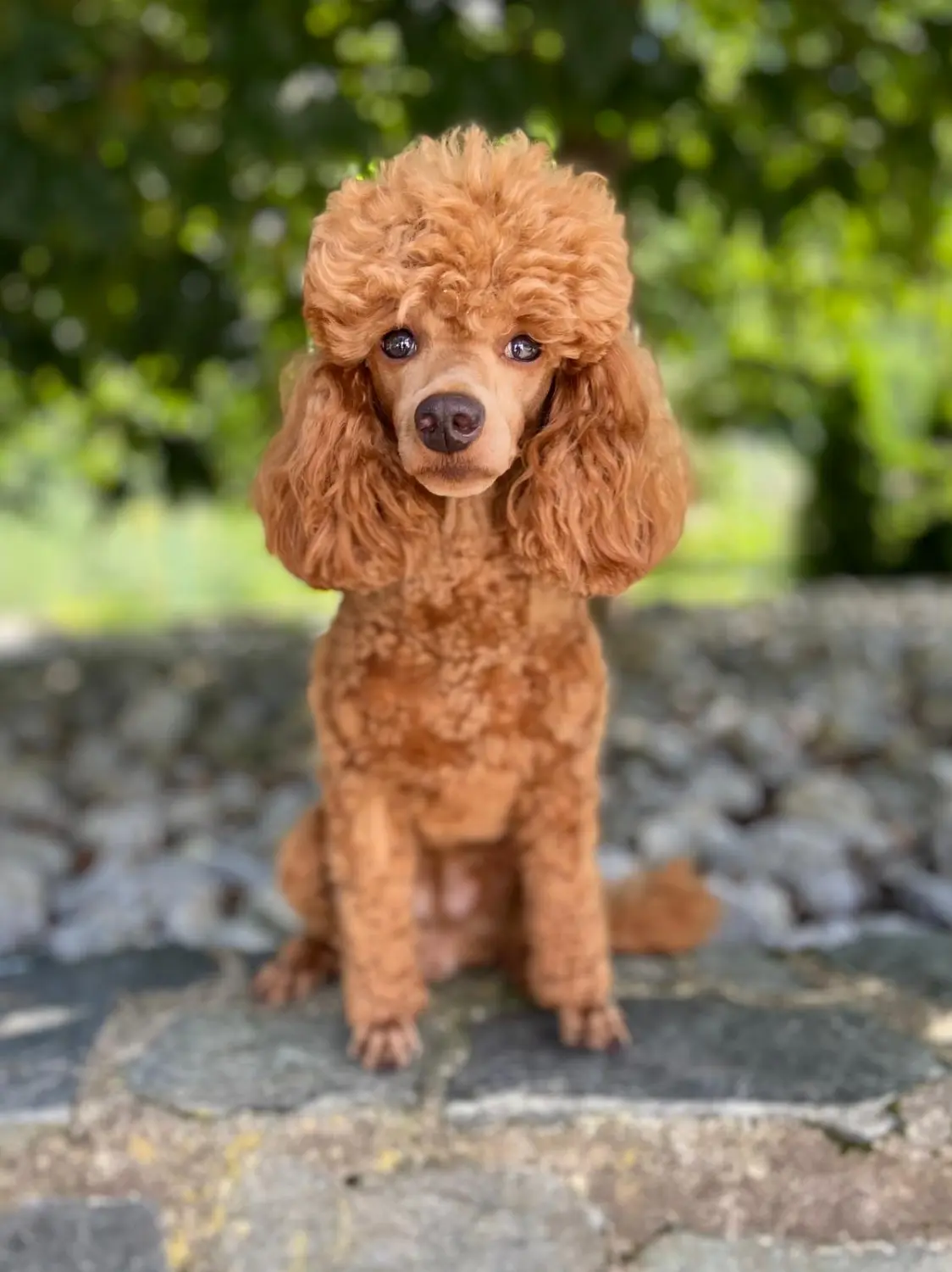 Mutter/Mother: D-Lady von Pudelheim