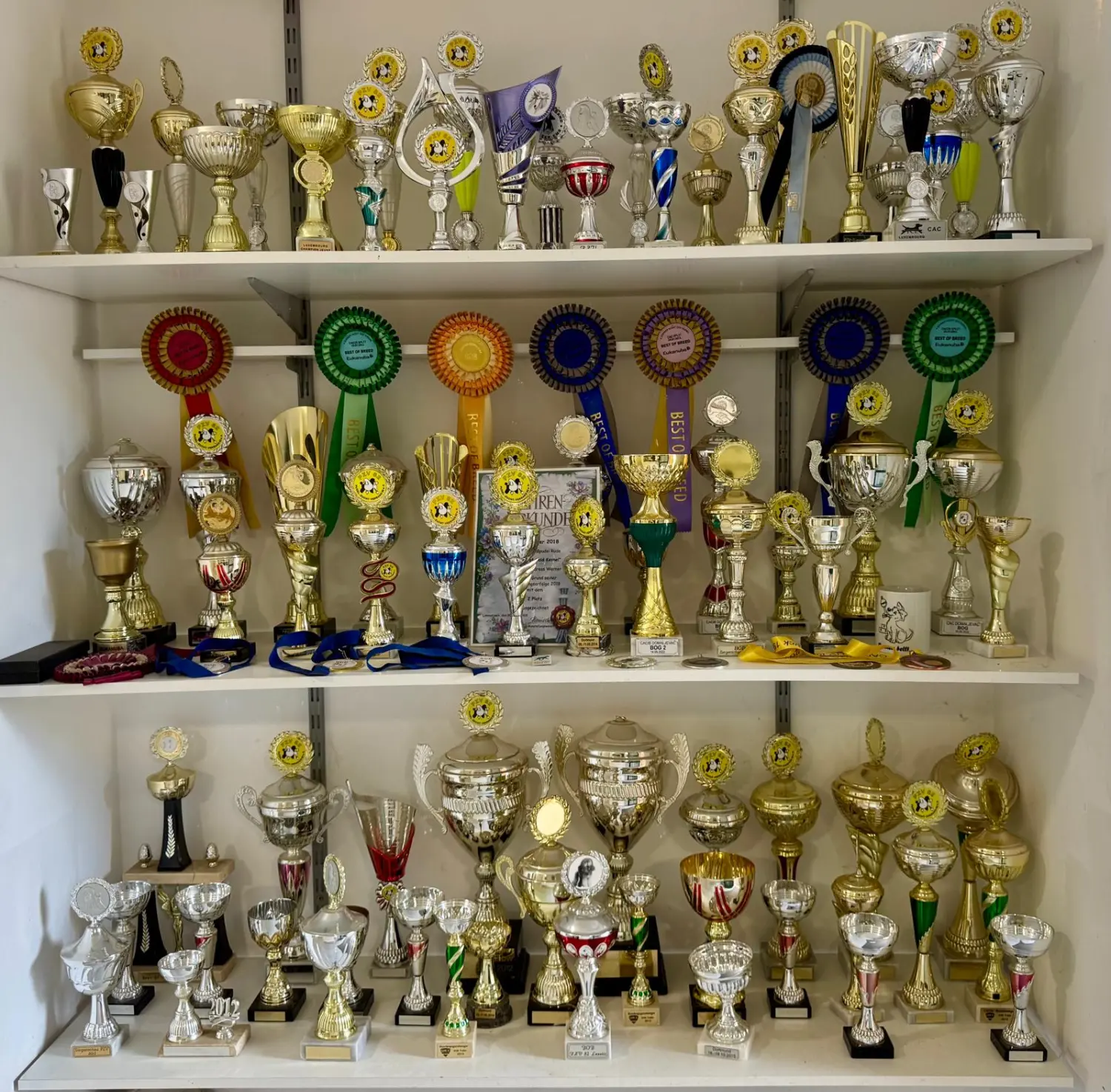 Pudel-von-Gold-Zwinger, Hundepfütze