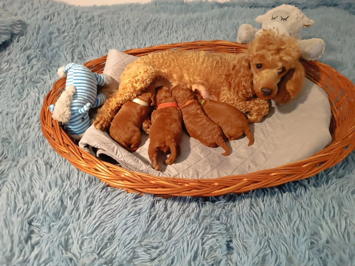 Up To Love Flying Noodle