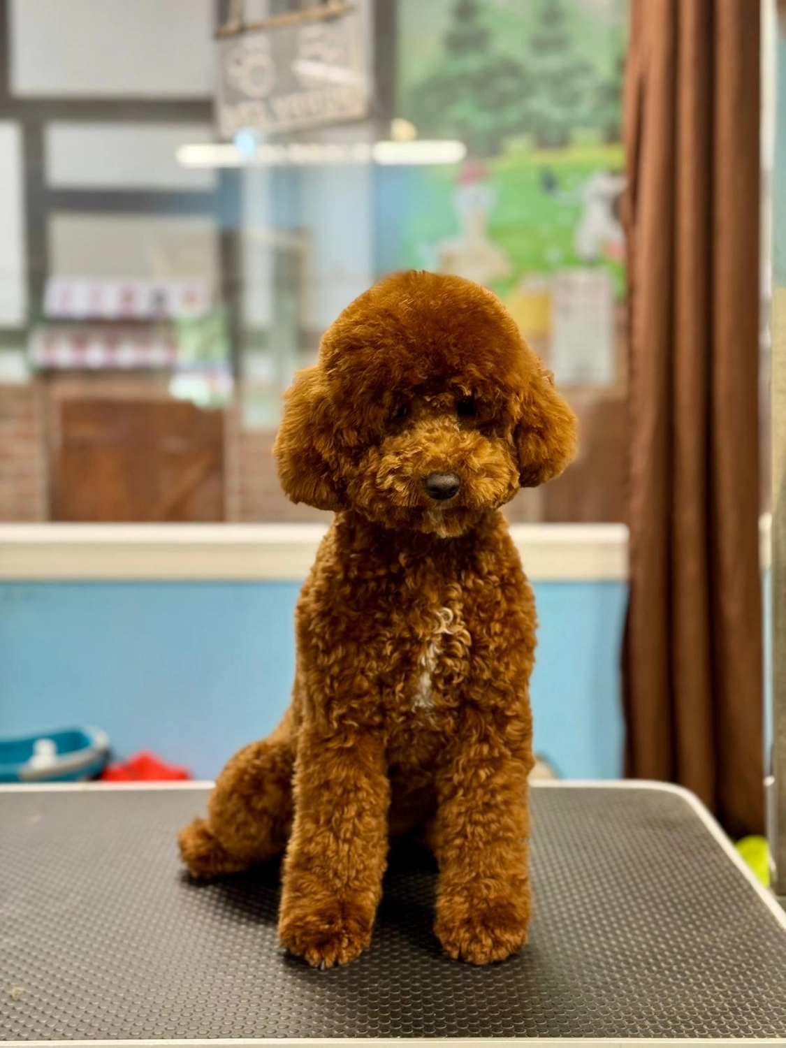 Mutter/Mother: D-Lady von Pudelheim