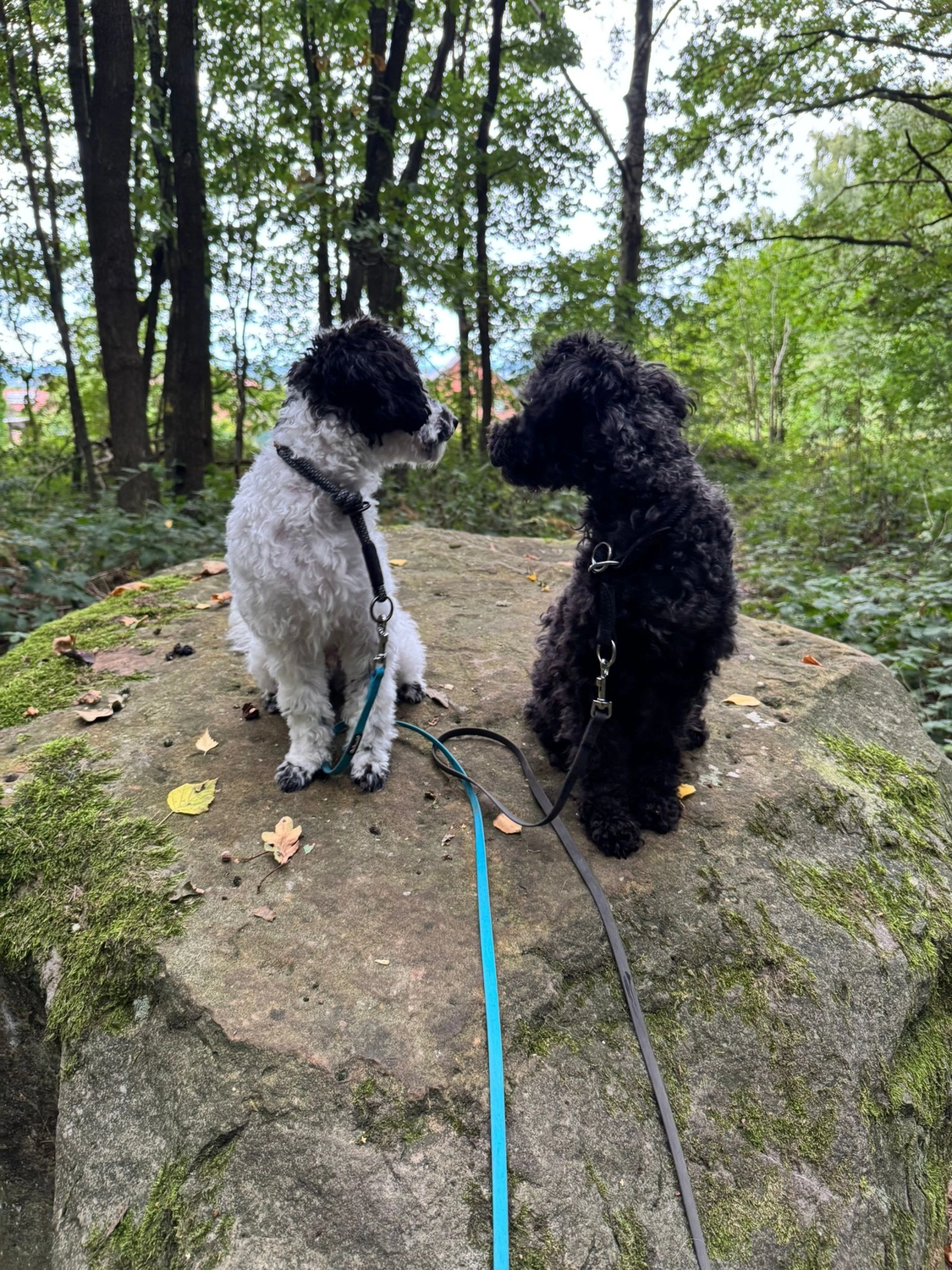 Mutter/Mother: D-Lady von Pudelheim