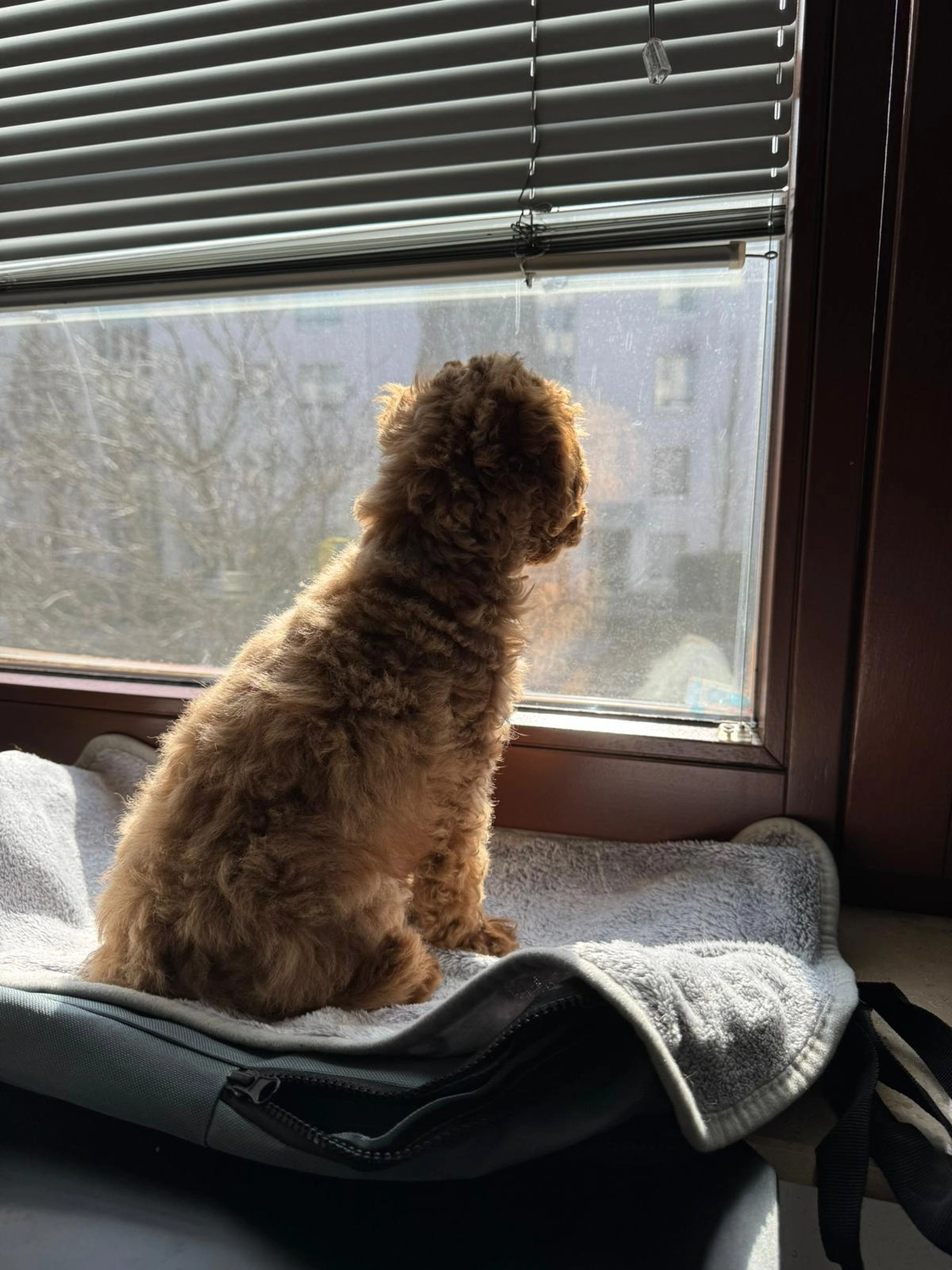 Mischa, Update von unserer Kundin (Pudel-Grüße)